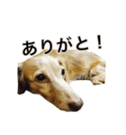 犬スタンプ1588（個別スタンプ：5）