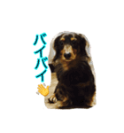 犬スタンプ1588（個別スタンプ：7）
