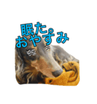犬スタンプ1588（個別スタンプ：8）