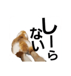 うさぎのこももちゃーん 2（個別スタンプ：6）