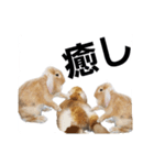 うさぎのこももちゃーん 2（個別スタンプ：12）