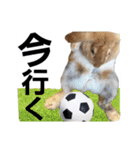 うさぎのこももちゃーん 2（個別スタンプ：13）