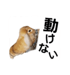 うさぎのこももちゃーん 2（個別スタンプ：16）