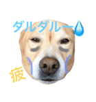 バンビ~真似して作ってみたver.~（個別スタンプ：6）