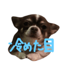 チワワスタンプ（チワワスタンプ）（個別スタンプ：4）