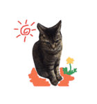 うちの猫 つき part2（個別スタンプ：5）