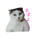 ねこのスタンプpart2（個別スタンプ：2）
