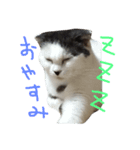 ねこのスタンプpart2（個別スタンプ：3）