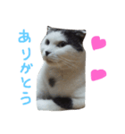ねこのスタンプpart2（個別スタンプ：4）
