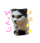 ねこのスタンプpart2（個別スタンプ：5）