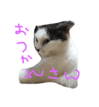ねこのスタンプpart2（個別スタンプ：6）