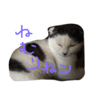 ねこのスタンプpart2（個別スタンプ：8）