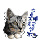 魚だけもはやない（個別スタンプ：7）
