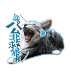 魚だけもはやない（個別スタンプ：17）