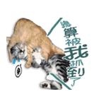 魚だけもはやない（個別スタンプ：19）
