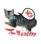 魚だけもはやない（個別スタンプ：20）