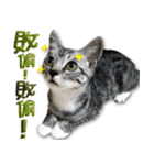 魚だけもはやない（個別スタンプ：23）