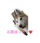 ハスキー 茶太郎（個別スタンプ：2）