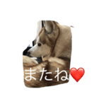 ハスキー 茶太郎（個別スタンプ：3）