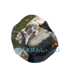 ハスキー 茶太郎（個別スタンプ：4）