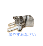 ハスキー 茶太郎（個別スタンプ：5）