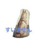 ハスキー 茶太郎（個別スタンプ：6）