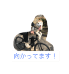 ハスキー 茶太郎（個別スタンプ：8）