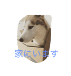 ハスキー 茶太郎（個別スタンプ：10）