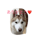 ハスキー 茶太郎（個別スタンプ：11）