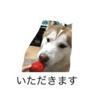 ハスキー 茶太郎（個別スタンプ：13）