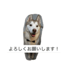 ハスキー 茶太郎（個別スタンプ：14）