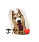 ハスキー 茶太郎（個別スタンプ：15）