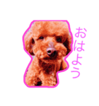マロ犬スタンプ（個別スタンプ：1）