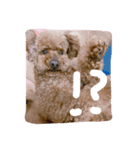 マロ犬スタンプ（個別スタンプ：4）