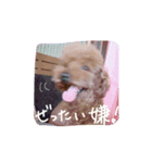 マロ犬スタンプ（個別スタンプ：5）