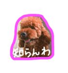 マロ犬スタンプ（個別スタンプ：8）