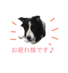 日々アンディ（個別スタンプ：2）