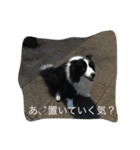 日々アンディ（個別スタンプ：14）
