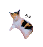 NEKOBAI（個別スタンプ：2）