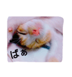 NEKOBAI（個別スタンプ：5）