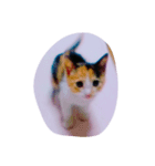 NEKOBAI（個別スタンプ：6）
