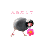 桜文鳥とボタンインコと猫（個別スタンプ：2）