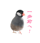 桜文鳥とボタンインコと猫（個別スタンプ：3）