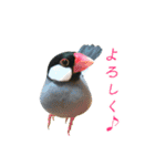 桜文鳥とボタンインコと猫（個別スタンプ：4）