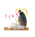 桜文鳥とボタンインコと猫（個別スタンプ：5）