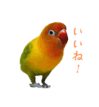 桜文鳥とボタンインコと猫（個別スタンプ：6）