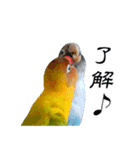 桜文鳥とボタンインコと猫（個別スタンプ：7）