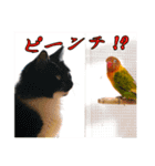 桜文鳥とボタンインコと猫（個別スタンプ：9）