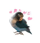 桜文鳥とボタンインコと猫（個別スタンプ：12）