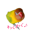 桜文鳥とボタンインコと猫（個別スタンプ：14）